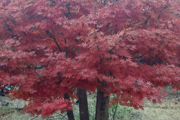 红枫树是什么植物，是落叶小乔木