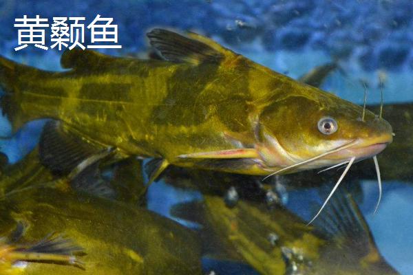 黄骨鱼幼苗喂什么食物，可提供桡足类、枝角类等饲料