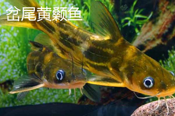 黄骨鱼幼苗喂什么食物，可提供桡足类、枝角类等饲料