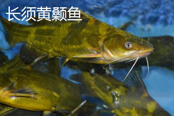 黄骨鱼幼苗喂什么食物，可提供桡足类、枝角类等饲料