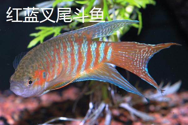 中国斗鱼的品种，包括白叉尾斗鱼、蓝叉尾斗鱼等种类
