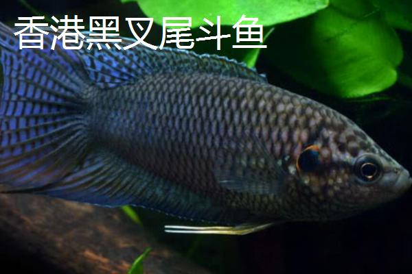 中国斗鱼的品种，包括白叉尾斗鱼、蓝叉尾斗鱼等种类