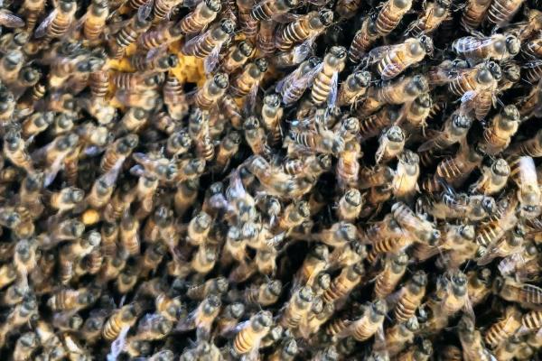 用圆桶养蜜蜂怎么分蜂，保留王台并收捕分蜂群、然后进行奖励饲喂