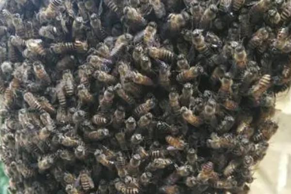 用圆桶养蜜蜂怎么分蜂，保留王台并收捕分蜂群、然后进行奖励饲喂