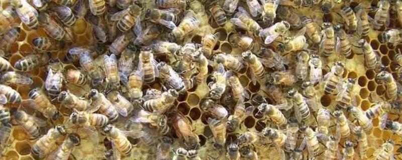 西方蜜蜂品种，意大利蜂最著名