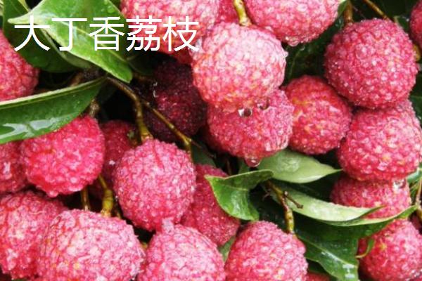 永兴荔枝什么季节成熟，5月份左右开始上市