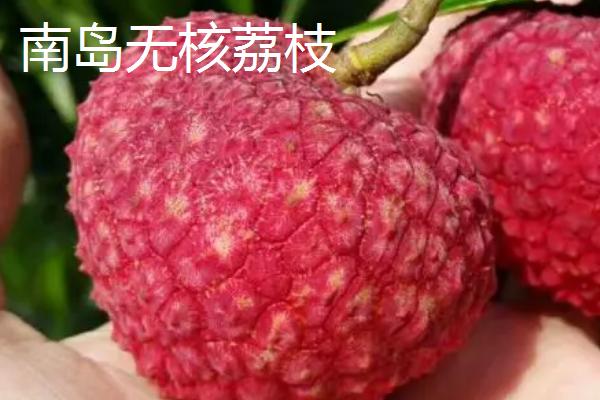 永兴荔枝什么季节成熟，5月份左右开始上市