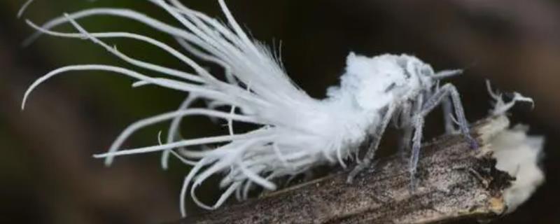 茶树白蛾蜡蝉相关介绍，成虫一年可发生2代