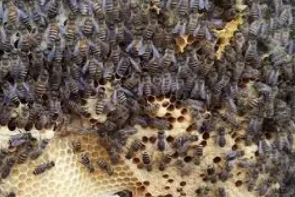 中蜂秋季分蜂在几月份，集中发生在9-10月份