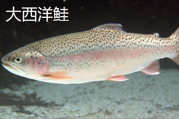 什么品种淡水鲑鱼最佳，七彩鲑鱼肉质好生长速度快