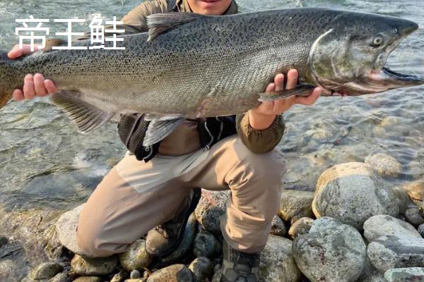 什么品种淡水鲑鱼最佳，七彩鲑鱼肉质好生长速度快