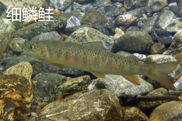 什么品种淡水鲑鱼最佳，七彩鲑鱼肉质好生长速度快