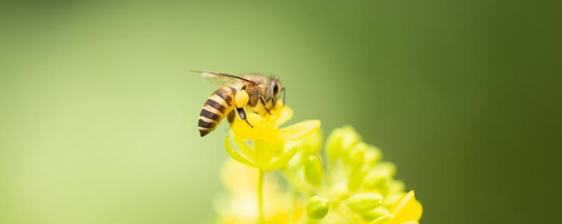 蜜蜂怎么分公母，蜂王和工蜂都是母蜂