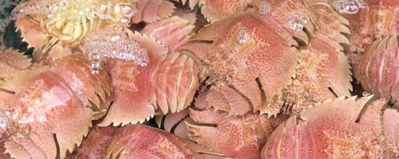 什么是琵琶虾，属于虾蛄科、口虾蛄属甲壳动物的统称