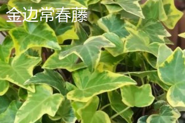 常青藤的品种，不同品种的叶片颜色不同
