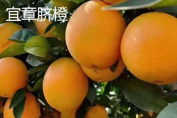 湖南省嘉禾县的特产，包括嘉禾霉豆腐、嘉禾角粽等种类