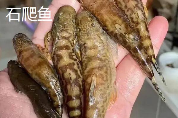 石爬鱼的产地，分布于长江上游金沙江、岷江、大渡河等干支流