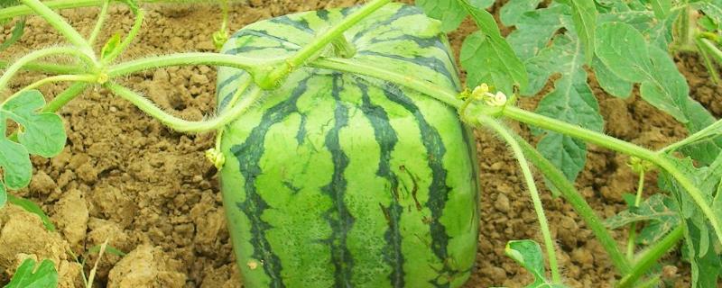 如何栽培方形西瓜，西瓜长到拳头般大小时、用方形玻璃容器上模