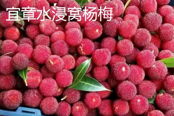 湖南省嘉禾县的特产，包括嘉禾霉豆腐、嘉禾角粽等种类