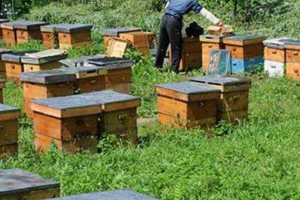 养蜜蜂怎么防止马蜂，可缩小巢门或人工扑打