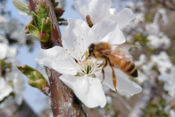 温室桃树怎么授粉，可用毛笔蘸好花粉、然后点在花柱上