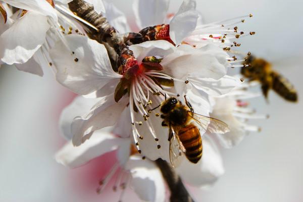 温室桃树怎么授粉，可用毛笔蘸好花粉、然后点在花柱上