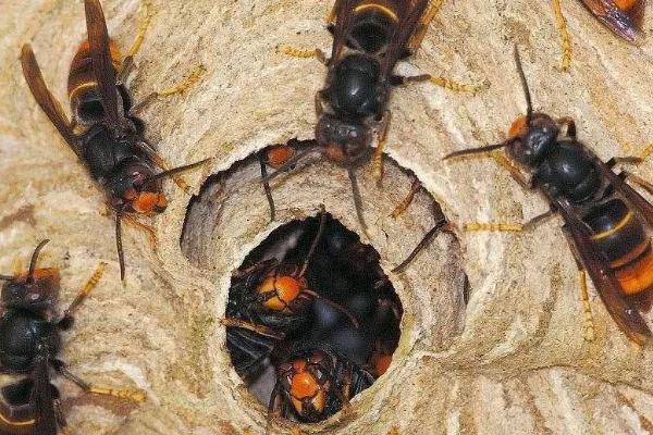 马蜂会不会杀死蜜蜂，缺少食物时马蜂会结群捕食蜜蜂