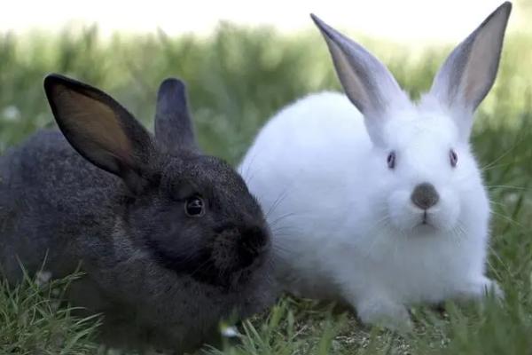 母兔为什么会流产，可能是缺少营养或患有疾病等原因所导致