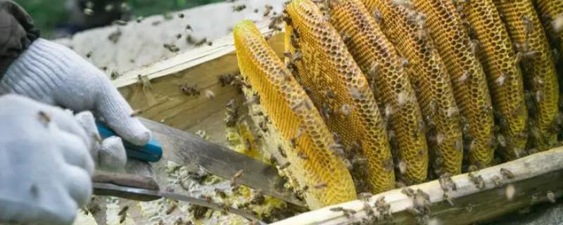 割蜜怎么避免蜂王外逃，需注意保护子脾、留足蜂群的口粮