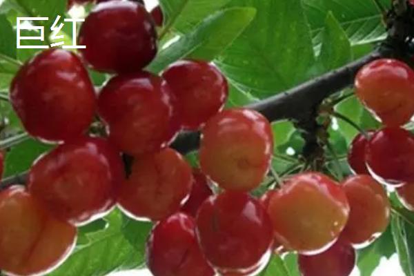 早熟樱桃有哪些新品种，包括奇早樱桃、沙王樱桃等种类