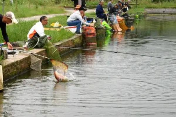 垂钓土鲮鱼的方法以及要注意什么，温度较高的天气要在早上或晚上作钓