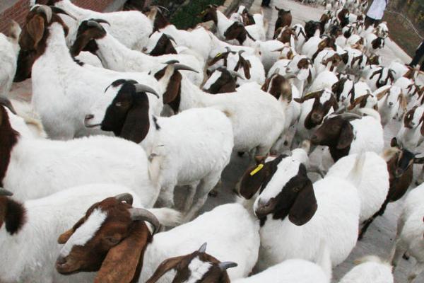 小型养羊场容易出现哪些问题，养殖环境直接影响养殖效益
