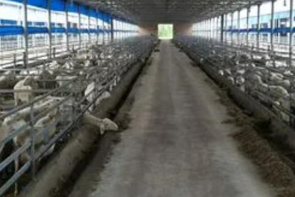 小型养羊场容易出现哪些问题，养殖环境直接影响养殖效益