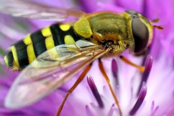 蜜蜂有什么生活习性，群居营巢生活、通过分蜂扩散种群