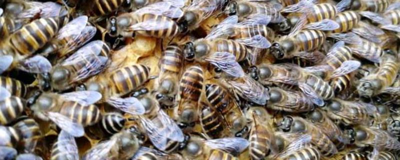 蜜蜂秋繁可以加巢脾吗，可以加巢脾但要保证蜂多余脾