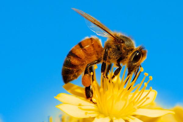 蜜蜂有什么生活习性，群居营巢生活、通过分蜂扩散种群