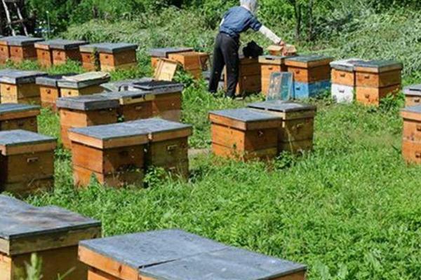 养蜜蜂为何很难赚钱，收益不稳定、养殖难度大是重要原因