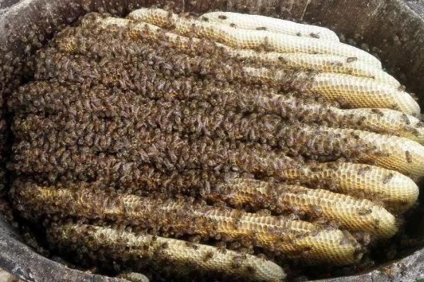 养蜜蜂为何很难赚钱，收益不稳定、养殖难度大是重要原因