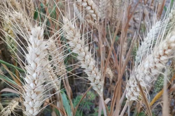 小麦白穗的原因及防治方法，通常是全蚀病、根腐病等造成的