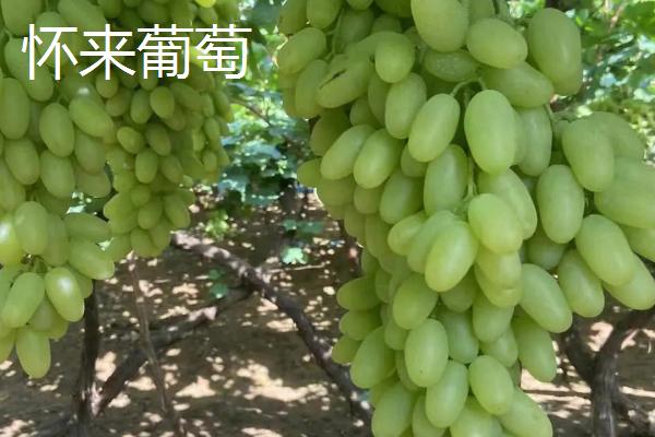 河北省张家口市的特产，八棱海棠为果中珍品