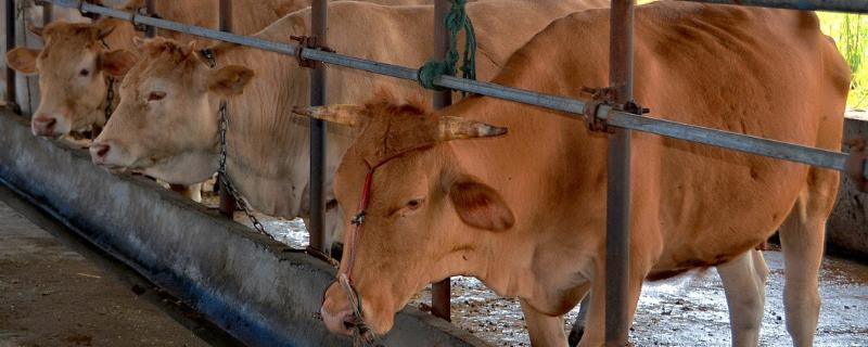 提高黄牛繁殖力的技术，首先要严格进行选育