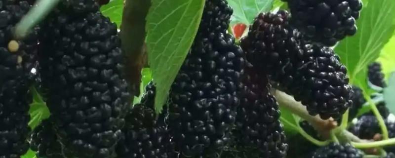 桑葚什么时候成熟，4-6月果实成熟