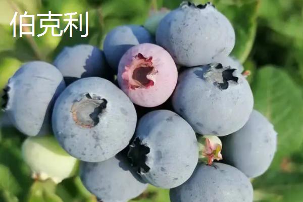 北高丛蓝莓有哪些品种，包括蓝丰、公爵、德雷珀等品种