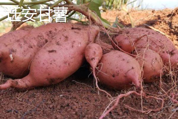 河北省迁安市的特产，迁安粉条畅销多个省份