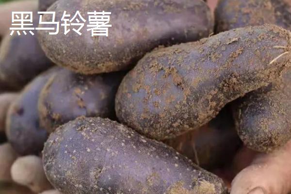 河北省迁安市的特产，迁安粉条畅销多个省份