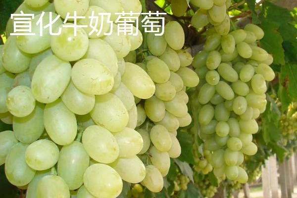 河北省迁安市的特产，迁安粉条畅销多个省份