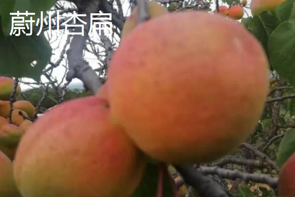 河北省迁安市的特产，迁安粉条畅销多个省份