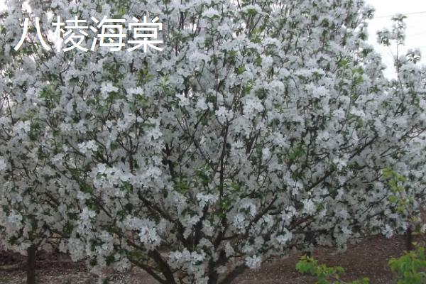 河北省迁安市的特产，迁安粉条畅销多个省份