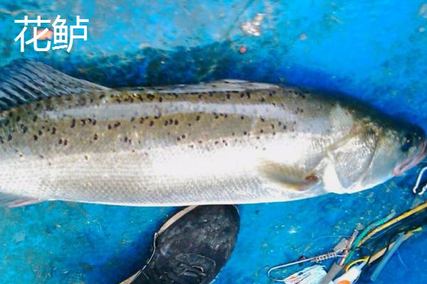 鲈鱼品种介绍，不同品种的特征和习性具有一定差异