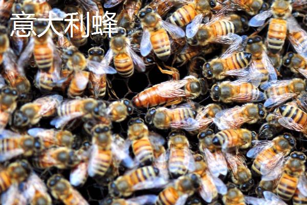 西方蜜蜂品种，意大利蜂最著名